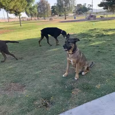 Clark County Dog Fancier's Park - Las Vegas, NV