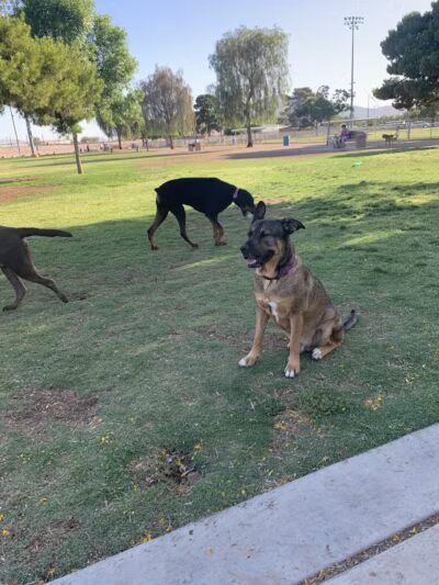 Clark County Dog Fancier's Park - Las Vegas, NV
