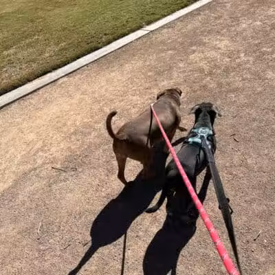 Clark County Dog Fancier's Park - Las Vegas, NV