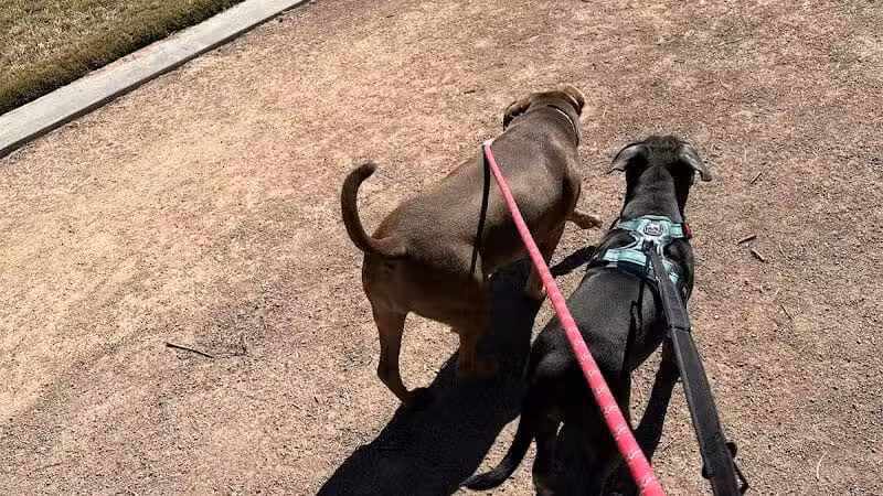 Clark County Dog Fancier's Park - Las Vegas, NV