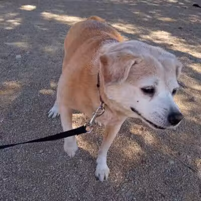 Clark County Dog Fancier's Park - Las Vegas, NV