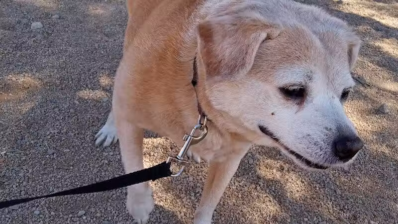 Clark County Dog Fancier's Park - Las Vegas, NV
