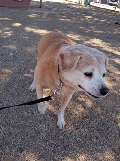 Clark County Dog Fancier's Park - Las Vegas, NV