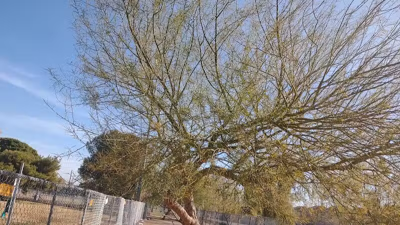 Clark County Dog Fancier's Park - Las Vegas, NV