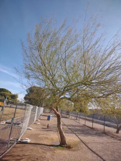 Clark County Dog Fancier's Park - Las Vegas, NV