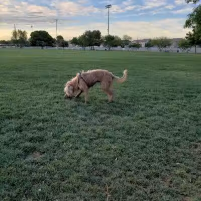 Clark County Dog Fancier's Park - Las Vegas, NV