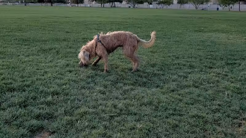 Clark County Dog Fancier's Park - Las Vegas, NV