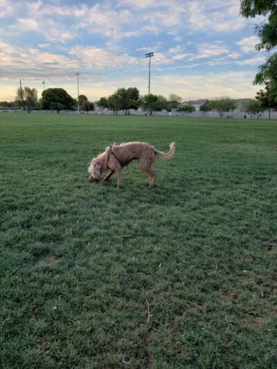 Clark County Dog Fancier's Park - Las Vegas, NV