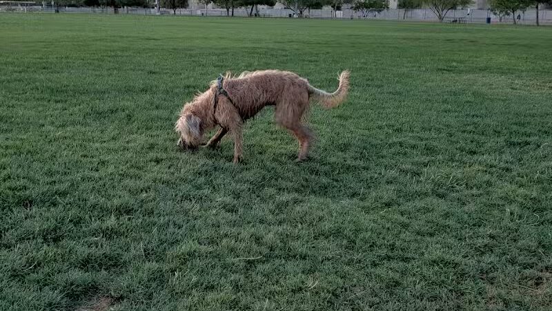 Clark County Dog Fancier's Park - Las Vegas, NV