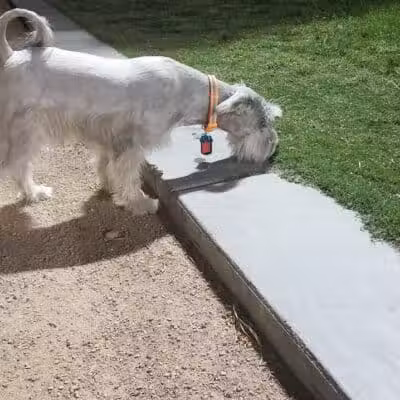 Clark County Dog Fancier's Park - Las Vegas, NV