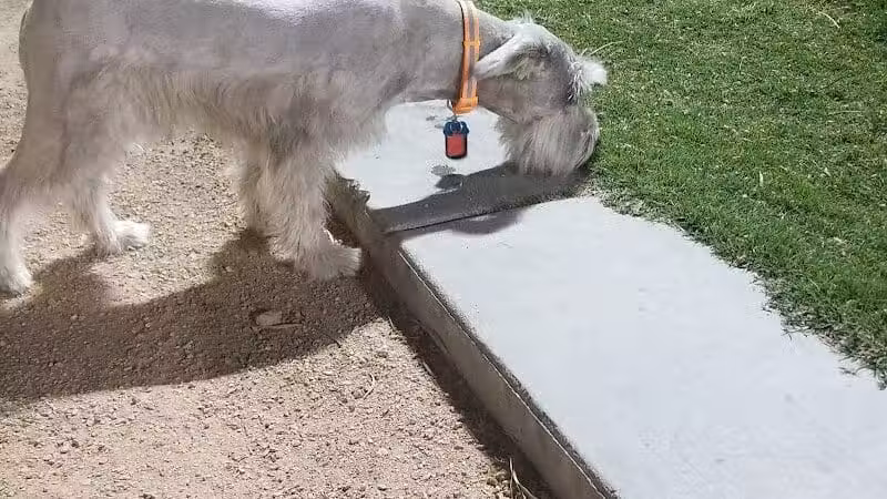 Clark County Dog Fancier's Park - Las Vegas, NV