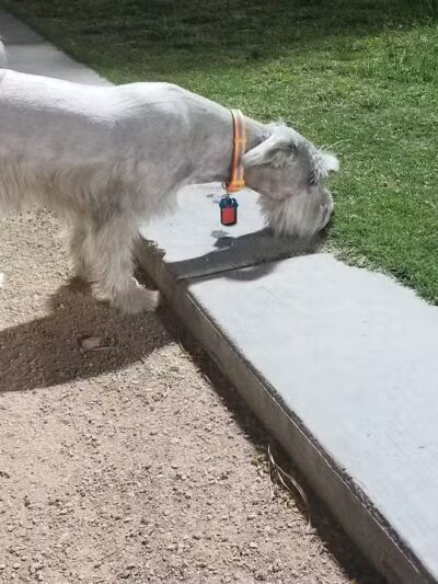 Clark County Dog Fancier's Park - Las Vegas, NV