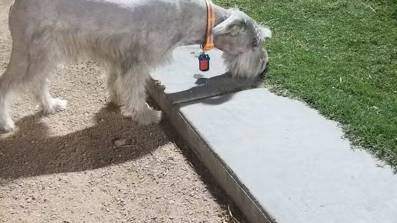 Clark County Dog Fancier's Park - Las Vegas, NV