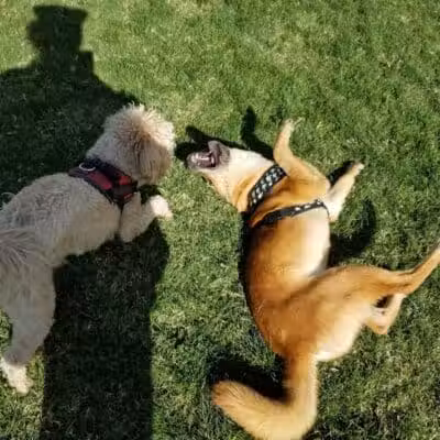 Clark County Dog Park at Spring Valley Community Park - Las Vegas, NV