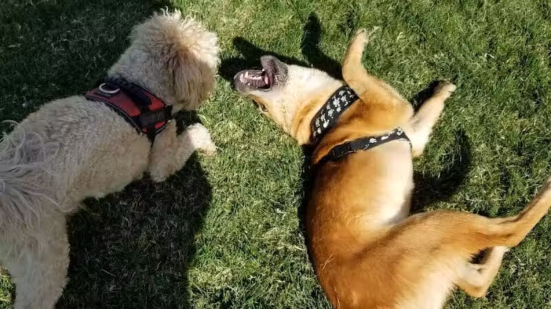 Clark County Dog Park at Spring Valley Community Park - Las Vegas, NV