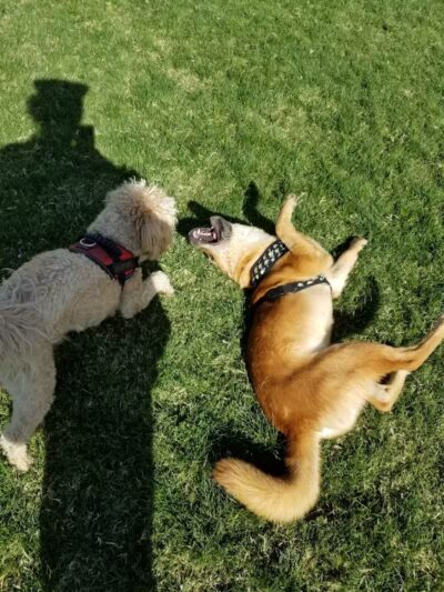 Clark County Dog Park at Spring Valley Community Park - Las Vegas, NV