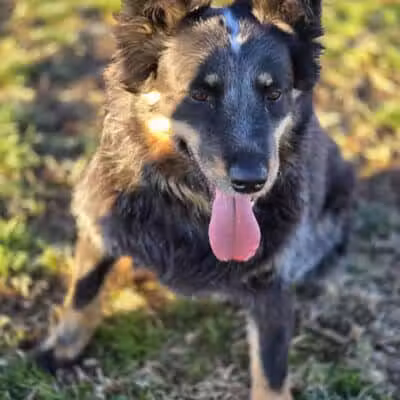 Clark County Dog Park at Spring Valley Community Park - Las Vegas, NV