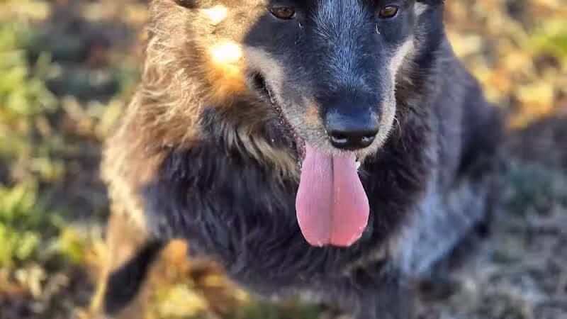 Clark County Dog Park at Spring Valley Community Park - Las Vegas, NV