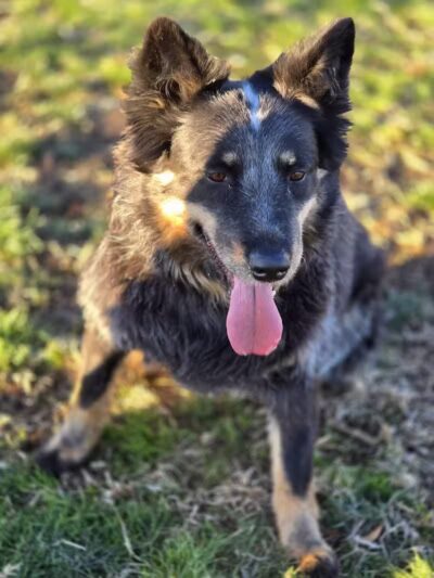 Clark County Dog Park at Spring Valley Community Park - Las Vegas, NV