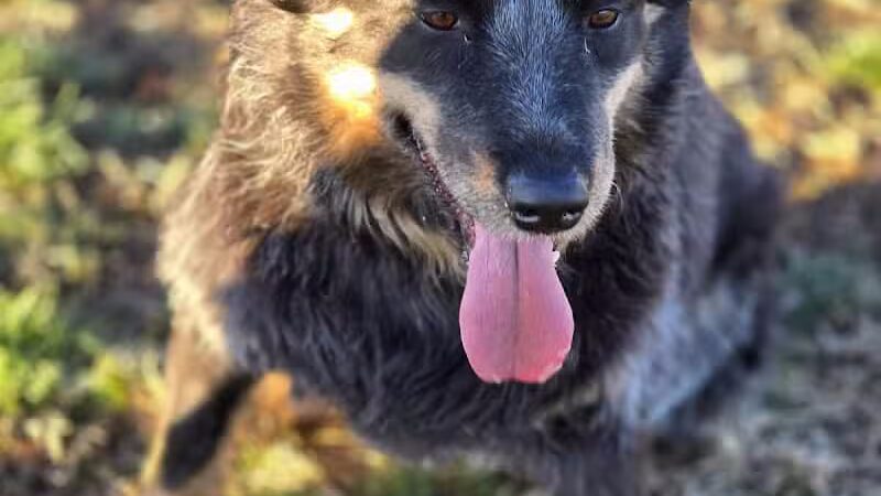 Clark County Dog Park at Spring Valley Community Park - Las Vegas, NV