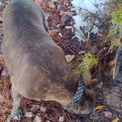 Clark County Dog Park at Spring Valley Community Park - Las Vegas, NV