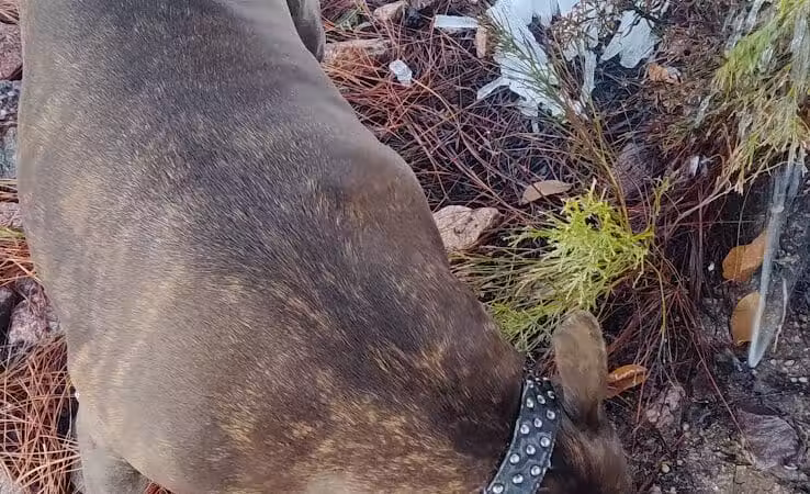 Clark County Dog Park at Spring Valley Community Park - Las Vegas, NV
