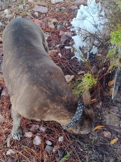 Clark County Dog Park at Spring Valley Community Park - Las Vegas, NV