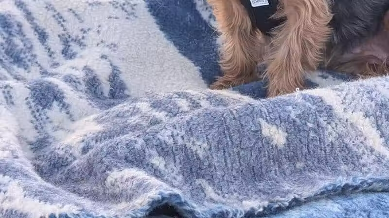 Clark County Dog Park at Spring Valley Community Park - Las Vegas, NV