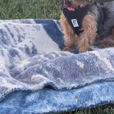 Clark County Dog Park at Spring Valley Community Park - Las Vegas, NV