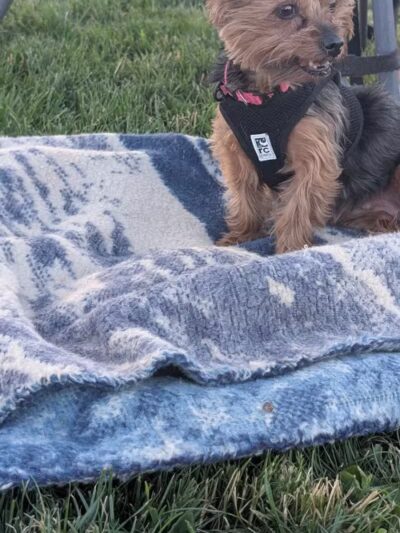 Clark County Dog Park at Spring Valley Community Park - Las Vegas, NV