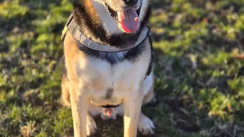 Clark County Dog Park at Spring Valley Community Park - Las Vegas, NV