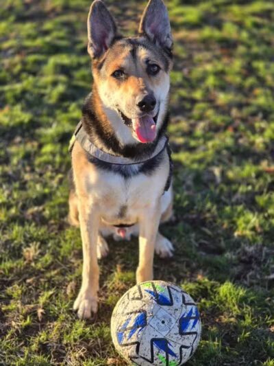Clark County Dog Park at Spring Valley Community Park - Las Vegas, NV