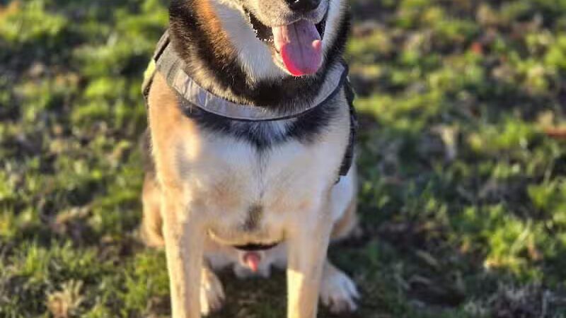 Clark County Dog Park at Spring Valley Community Park - Las Vegas, NV