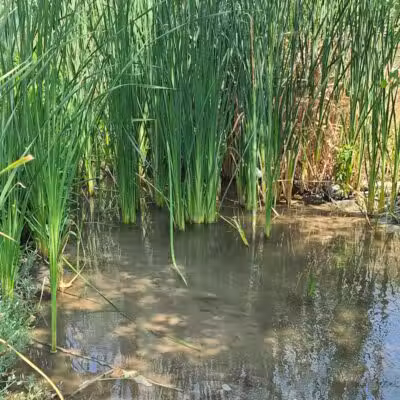 Clark County Wetlands Park - Neighborhood Park - Las Vegas, NV