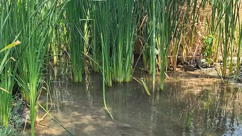 Clark County Wetlands Park - Neighborhood Park - Las Vegas, NV