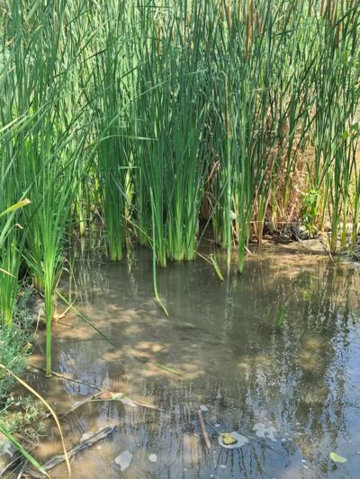 Clark County Wetlands Park - Neighborhood Park - Las Vegas, NV