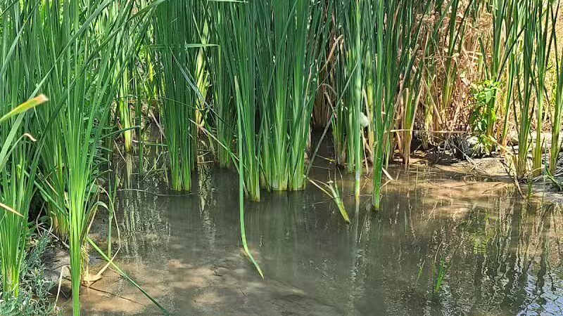 Clark County Wetlands Park - Neighborhood Park - Las Vegas, NV