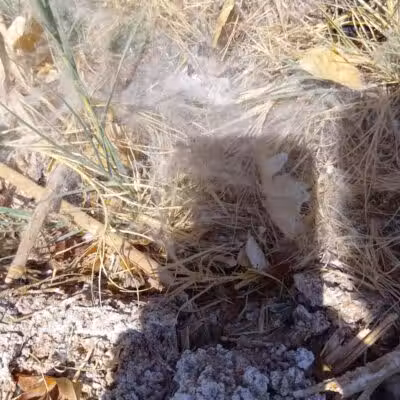 Clark County Wetlands Park - Neighborhood Park - Las Vegas, NV