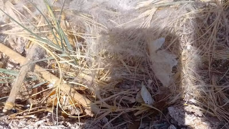 Clark County Wetlands Park - Neighborhood Park - Las Vegas, NV