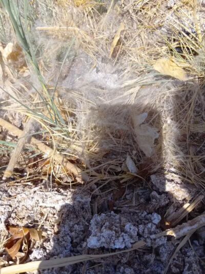 Clark County Wetlands Park - Neighborhood Park - Las Vegas, NV