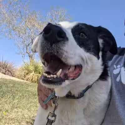 Community Park - Las Vegas, NV