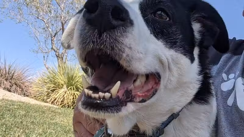 Community Park - Las Vegas, NV