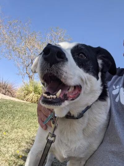 Community Park - Las Vegas, NV