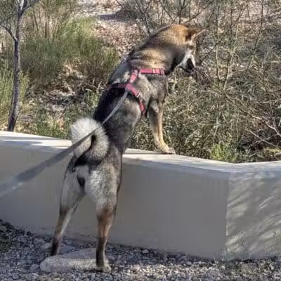 Cottonwood Canyon - Las Vegas, NV