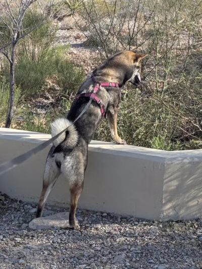 Cottonwood Canyon - Las Vegas, NV