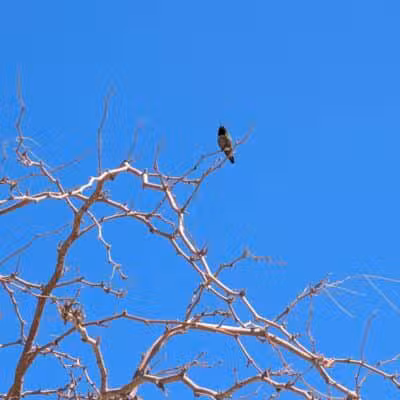 Cottonwood Canyon - Las Vegas, NV