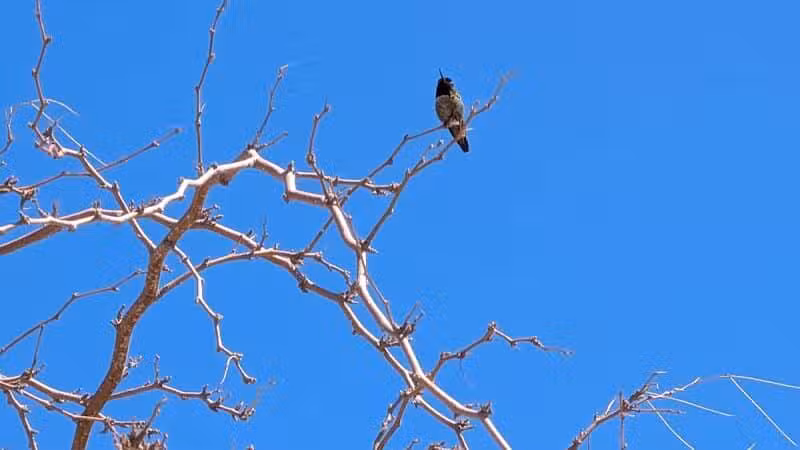 Cottonwood Canyon - Las Vegas, NV