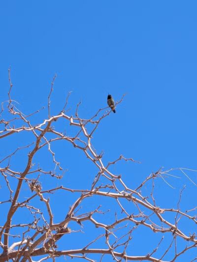 Cottonwood Canyon - Las Vegas, NV