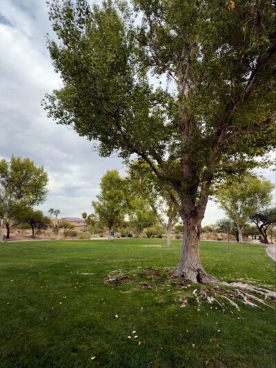Cottonwood Canyon Trail Park - Las Vegas, NV