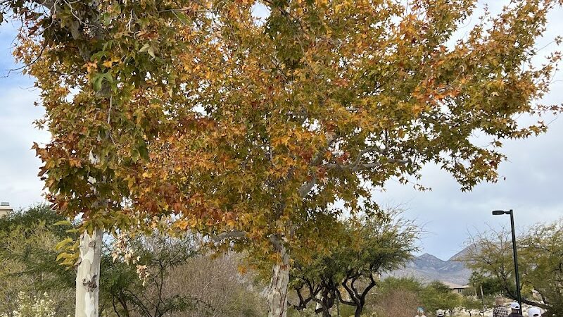 Cottonwood Canyon Trail Park - Las Vegas, NV